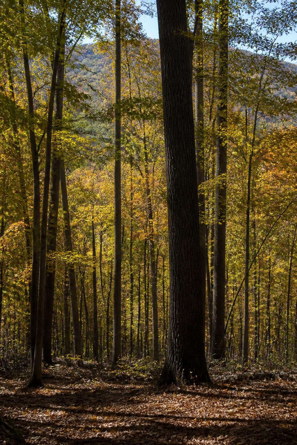 Forested West Virginia acreage along an Appalachian ridge